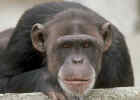 APE